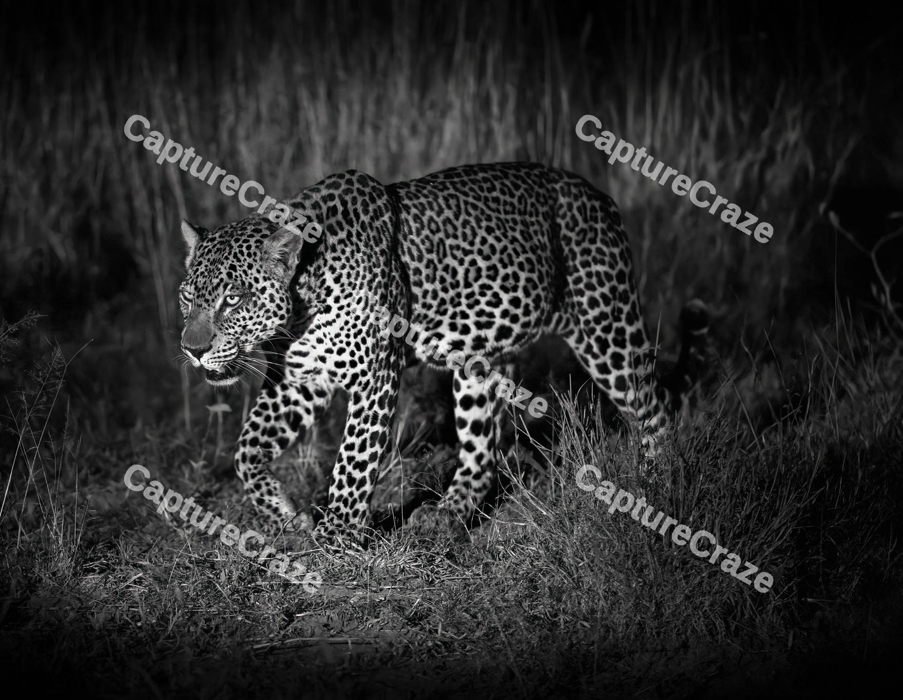 Sri Lankan leopard walking in the dark